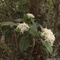 Ixora thwaitesii Hook.f.